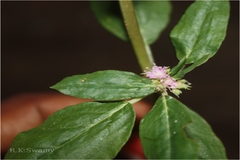 Zaleya decandra